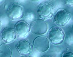 Attēlu rezultāti vaicājumam “Collaria rubens spores”