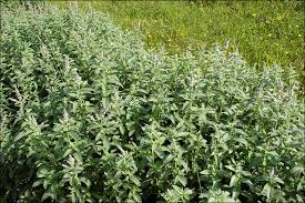 Attēlu rezultāti vaicājumam “Mentha longifolia”