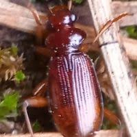 Attēlu rezultāti vaicājumam “Leistus ferrugineus”