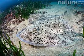 Image result for Raja brachyura