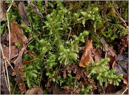 Attēlu rezultāti vaicājumam “Rhytidiadelphus triquetrus sporophyte”