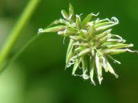 Attēlu rezultāti vaicājumam “Anthoxanthum odoratum fruit”