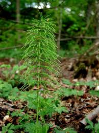 Attēlu rezultāti vaicājumam “Equisetum pratense”