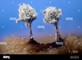 Attēlu rezultāti vaicājumam “Heterotrichia pomiformis (syn. Arcyria pomiformis) spores”