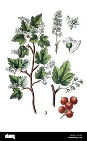 Attēlu rezultāti vaicājumam “Ribes alpinum”