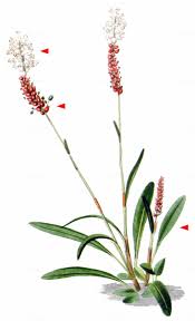 Attēlu rezultāti vaicājumam “Bistorta vivipara”