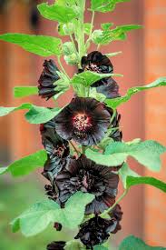 Image result for Alcea rosea nigra
