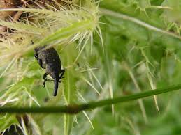 Attēlu rezultāti vaicājumam “Larinus sp.”