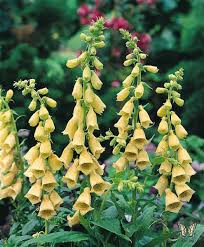Image result for Digitalis grandiflora