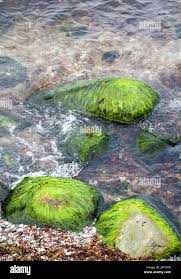 Attēlu rezultāti vaicājumam “Cladophora glomerata”