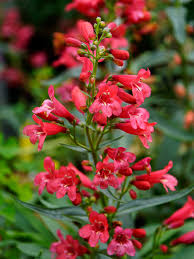 Image result for Penstemon