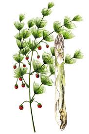 Attēlu rezultāti vaicājumam “Asparagus officinalis”