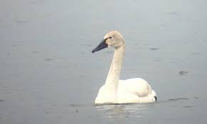 Attēlu rezultāti vaicājumam “Cygnus columbianus adult”