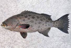 Image result for Mycteroperca olfax