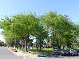 Attēlu rezultāti vaicājumam “Morus alba”