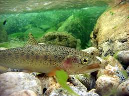Image result for Oncorhynchus clarkii