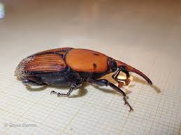 Attēlu rezultāti vaicājumam “Rhynchaenus lonicerae”