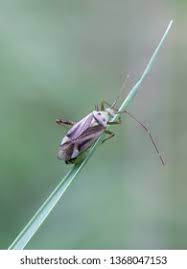 Attēlu rezultāti vaicājumam “Adelphocoris quadripunctatus”