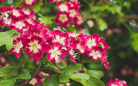 Attēlu rezultāti vaicājumam “Crataegus macracantha flower”