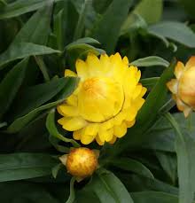 Image result for Strohblume