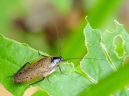 Attēlu rezultāti vaicājumam “Ectobius sylvestris male”