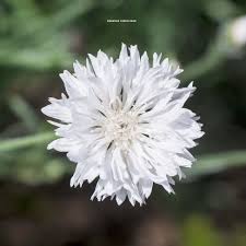 Image result for Centaurea cyanus