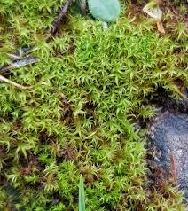 Attēlu rezultāti vaicājumam “Schistidium apocarpum stalked”