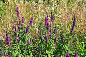 Attēlu rezultāti vaicājumam “Diderma tigrinum stalked”