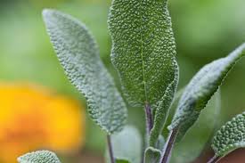 Image result for Salvia officinalis