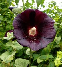 Image result for Alcea rosea nigra