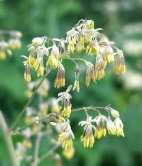 Attēlu rezultāti vaicājumam “Thalictrum minus”