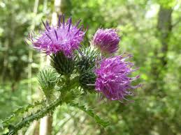 Attēlu rezultāti vaicājumam “Carduus crispus”