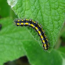 Attēlu rezultāti vaicājumam “Callimorpha dominula larva”