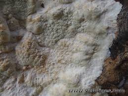 Attēlu rezultāti vaicājumam “Gloeoporus pannocinctus”