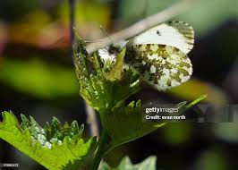 Attēlu rezultāti vaicājumam “Anthocharis cardamines”