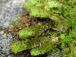 Attēlu rezultāti vaicājumam “Barbilophozia lycopodioides macro”