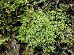 Attēlu rezultāti vaicājumam “Lophozia incisa”