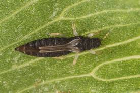 Attēlu rezultāti vaicājumam “Thysanoptera”