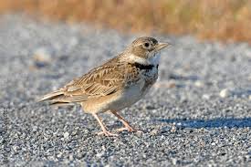 Image result for Melanocorypha calandra