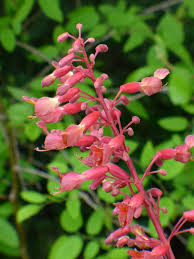 Attēlu rezultāti vaicājumam “Aesculus x hybrida bud”