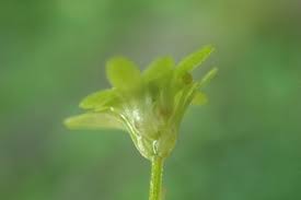 Attēlu rezultāti vaicājumam “Callitriche cophocarpa”