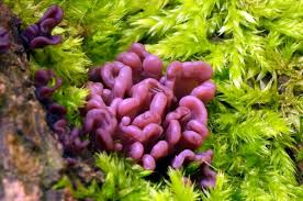 Attēlu rezultāti vaicājumam “Ascocoryne sarcoides”