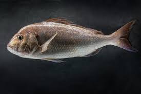 Image result for Pagrus