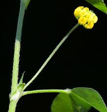 Attēlu rezultāti vaicājumam “Medicago lupulina bud”