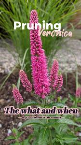 Attēlu rezultāti vaicājumam “Veronica longifolia bud”