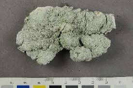 Attēlu rezultāti vaicājumam “Pertusaria flavida”