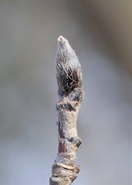 Attēlu rezultāti vaicājumam “Sorbus aucuparia bud”