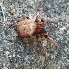 Attēlu rezultāti vaicājumam “Larinioides cornutus female”