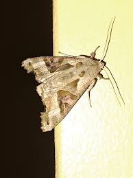 Attēlu rezultāti vaicājumam “Anania lancealis”