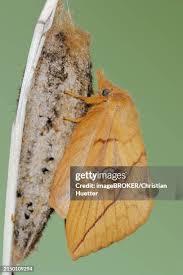 Attēlu rezultāti vaicājumam “Euthrix potatoria cocoon”